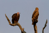 Hooded vulture and tawny eagle