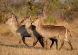 Waterbuck Females