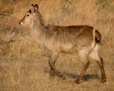 Young Waterbuck