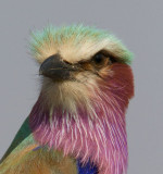 Lilac Breasted Roller Close Up