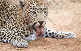 Nottens Female Leopard