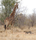 Nottens Female Leopard