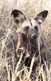 African Wild Dog