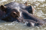 Hippo