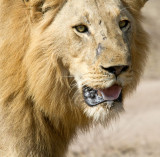 Majingilane Male Lion
