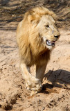 Majingilane Male Lion