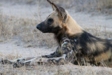 African Wild Dog of Londolozi