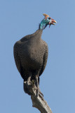 Helmeted Guineafowl.