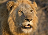 Majingilane Male