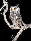 Southern White Faced Owl