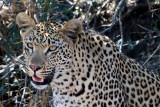Vomba Young Female - Leopard