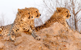 Cheetah of Londolozi