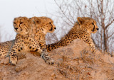 Cheetah Brothers