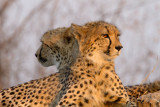 Cheetah Brothers