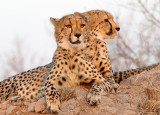 Cheetah Brothers