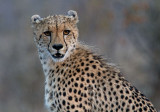 Cheetah