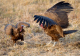 Hooded Vulture Dispute