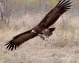 Vulture Landing