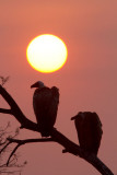 Vulture Sunset