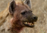 Hyena Close Up