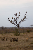 Hyenas and Vultures