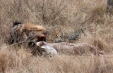 Hyena and Leopard - Very Graphic - Not For Squeamish