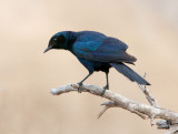 Burchells Starling