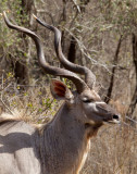 Kudu, Nyala and Bushbuck