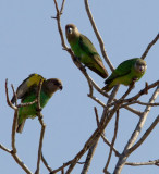 Birds of  South Africa
