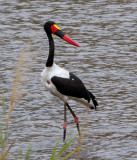 Saddle Billed Stork