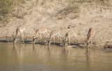 Impala Drinking