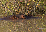 Hippo Reflections