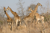 Giraffes