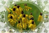 Yellow Coneflowers