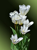 White Tulips