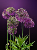 Allium