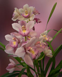 Orchids