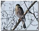 Sharp-shinned Hawk