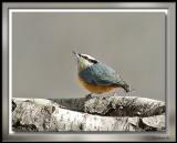 Red Breasted Nuthatch