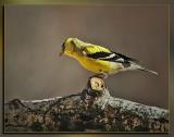 Goldfinch