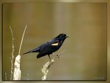 Red-Winged Blackbird