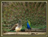 Mr & Mrs Peacock