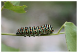 Papilio machaon