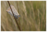 Lycaena sp.