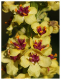 Verbascum nigrum