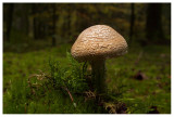 Agaricus augustus