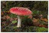 Amanita muscaria