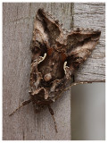 Autographa gamma