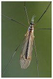 Tipulidae sp.