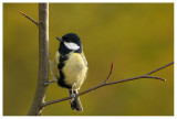 Great Tit